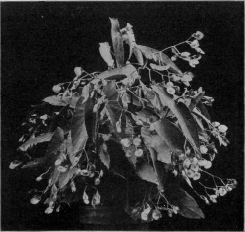B. rubra